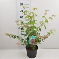 Japanse esdoorn (Acer Palmatum) - 40-50 cm - 7 stuks