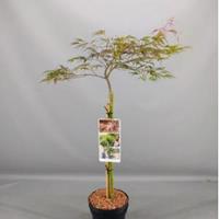 Plantenwinkel.nl Japanse esdoorn op stam (Acer palmatum "Crimson Queen") heester - 3 stuks
