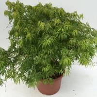 Plantenwinkel.nl Japanse esdoorn (Acer palmatum "Dissectum") heester - 60-70 cm - 1 stuks