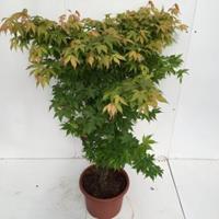 Plantenwinkel.nl Japanse esdoorn (Acer palmatum "Osakasuki") heester - 100-125 cm - 1 stuks