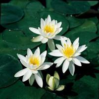 Moeringswaterplanten Witte waterlelie (Nymphaea odorata alba) waterlelie - 6 stuks