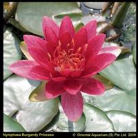 Moeringswaterplanten Rode waterlelie (Nymphaea Burgundy Princess) waterlelie - 6 stuks