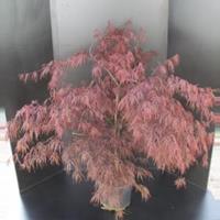 Plantenwinkel.nl Japanse esdoorn (Acer palmatum "Garnet") heester - 80-100 cm - 1 stuks