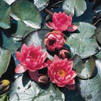 Moeringswaterplanten Roze waterlelie (Nymphaea James Brydon) waterlelie - 6 stuks