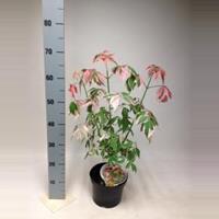 Plantenwinkel.nl Vederesdoorn (Acer Negundo "Flamingo") - 40-50 cm - 9 stuks
