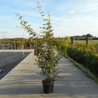 Plantenwinkel.nl Japanse esdoorn (Acer Palmatum) - 100-125 cm - 4 stuks