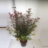 Plantenwinkel.nl Japanse esdoorn (Acer palmatum "Shaina") heester - 110+ cm - 3 stuks