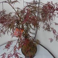 Plantenwinkel.nl Japanse esdoorn (Acer palmatum "Crimson Queen") heester - 30-40 cm - 8 stuks