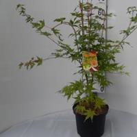 Plantenwinkel.nl Japanse esdoorn (Acer palmatum "Sangokaku") heester - 60-80 cm - 8 stuks