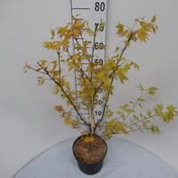 Plantenwinkel.nl Japanse esdoorn (Acer palmatum "Orange Dream") heester - 60-80 cm - 8 stuks
