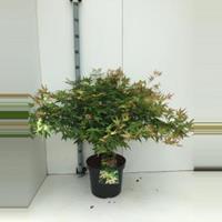Plantenwinkel.nl Japanse esdoorn (Acer palmatum "Little Princess") heester - 60+ cm - 5 stuks