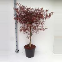 Plantenwinkel.nl Japanse esdoorn (Acer palmatum "Enkan") heester - 80+ cm - 5 stuks