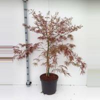 Plantenwinkel.nl Japanse esdoorn (Acer palmatum "Garnet") heester - 80+ cm - 5 stuks