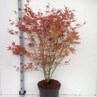 Plantenwinkel.nl Japanse esdoorn (Acer palmatum "Phoenix") heester - 80+ cm - 5 stuks