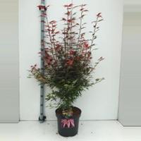 Plantenwinkel.nl Japanse esdoorn (Acer palmatum "Shaina") heester - 70+ cm - 5 stuks