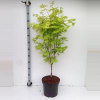 Plantenwinkel.nl Japanse esdoorn (Acer shirasawanum "Jordan") heester - 70+ cm - 5 stuks