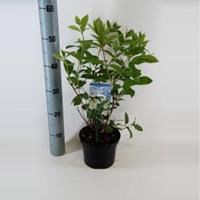 Plantenwinkel.nl Hydrangea Paniculata "Tardiva" pluimhortensia - 25-30 cm - 1 stuks