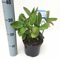 Plantenwinkel.nl Hydrangea Macrophylla "Libelle" schermhortensia