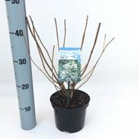 Plantenwinkel.nl Hydrangea Paniculata "Kyushu" pluimhortensia