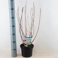 Plantenwinkel.nl Hydrangea Arborescens "Annabelle" sneeuwbalhortensia - 30-40 cm - 1 stuks