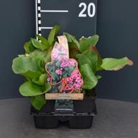 Plantenwinkel.nl Schoenlappersplant (bergenia cordifolia) bodembedekker - 4-pack - 1 stuks
