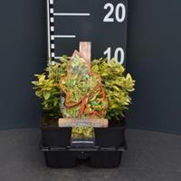 Plantenwinkel.nl Kardinaalsmuts (euonymus fortunei "Emeraldn Gold") bodembedekker - 4-pack - 1 stuks