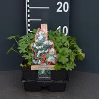 Plantenwinkel.nl Ooievaarsbek (geranium cantabrigiense "Biokovo") bodembedekker - 4-pack - 1 stuks