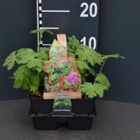 Plantenwinkel.nl Ooievaarsbek (geranium macrorrhizum) bodembedekker - 4-pack - 1 stuks