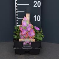 Plantenwinkel.nl Ooievaarsbek (geranium sanguineum "Max Frei") bodembedekker - 4-pack - 1 stuks