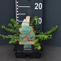 Plantenwinkel.nl Struikkamperfoelie (lonicera nitida "Maigrun") bodembedekker - 4-pack - 1 stuks