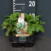 Plantenwinkel.nl Schuimbloem (tiarella cordifolia) bodembedekker - 4-pack - 1 stuks