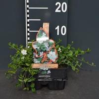 Plantenwinkel.nl Kleine maagdenpalm (vinca minor "Alba") bodembedekker - 4-pack - 1 stuks