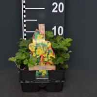 Plantenwinkel.nl Goudaardbei (waldsteinia ternata) bodembedekker - 4-pack - 1 stuks