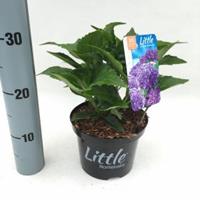 Plantenwinkel.nl Hydrangea Macrophylla "XS Little Purple" boerenhortensia