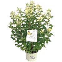 Plantenwinkel.nl Hydrangea Paniculata "Butterfly"® pluimhortensia - 30-40 cm - 1 stuks
