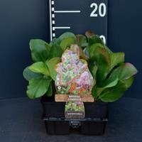 Plantenwinkel.nl Schoenlappersplant (bergenia cordifolia) bodembedekker - 6-pack - 1 stuks