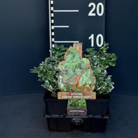 Plantenwinkel.nl Kardinaalsmuts (euonymus fortunei "Emerald Gaiety") bodembedekker - 6-pack - 1 stuks