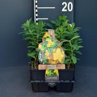 Plantenwinkel.nl Hertshooi (hypericum calycinum) bodembedekker - 6-pack - 1 stuks