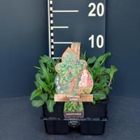 Plantenwinkel.nl Duizendknoop (persicaria affinis) bodembedekker - 6-pack - 1 stuks