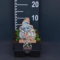 Plantenwinkel.nl Steenbreek (saxifraga arendsii "Carpet White") bodembedekker - 6-pack - 1 stuks