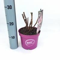 Plantenwinkel.nl Hydrangea Aspera "Hot Chocolate"® fluweelhortensia - 20-25 cm - 1 stuks