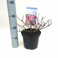 Plantenwinkel.nl Hydrangea Paniculata "Diamond Rouge"® pluimhortensia - 25-30 cm - 1 stuks