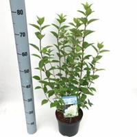 Plantenwinkel.nl Hydrangea Paniculata "Limelight"® pluimhortensia - 25-30 cm - 1 stuks