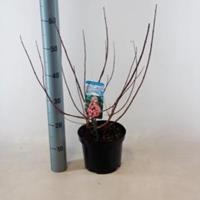 Plantenwinkel.nl Hydrangea Paniculata "Mega Mindy"® pluimhortensia - 40-50 cm - 1 stuks