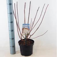 Plantenwinkel.nl Hydrangea Paniculata "Silver Dollar" pluimhortensia - 45-55 cm - 1 stuks