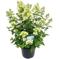 Plantenwinkel.nl Hydrangea Paniculata "Bombshell"® pluimhortensia - 15-20 cm - 1 stuks