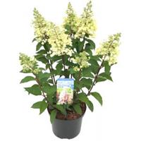 Plantenwinkel.nl Hydrangea Paniculata "Pinky Winky"® pluimhortensia - 25-30 cm - 1 stuks
