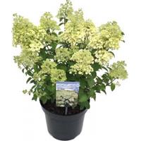 Plantenwinkel.nl Hydrangea Paniculata "Bobo"® pluimhortensia - 30-35 cm - 1 stuks