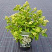 Plantenwinkel.nl Hydrangea Paniculata "Prim White"® pluimhortensia