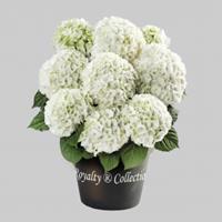Plantenwinkel.nl Hydrangea macrophylla "White"® boerenhortensia